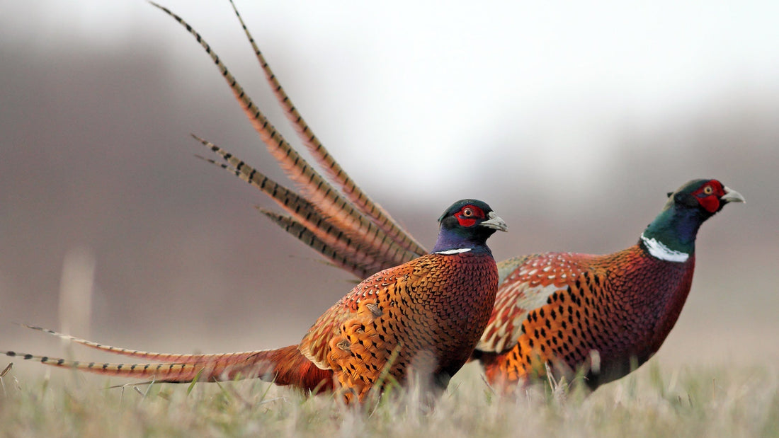 Hunting brand marketing