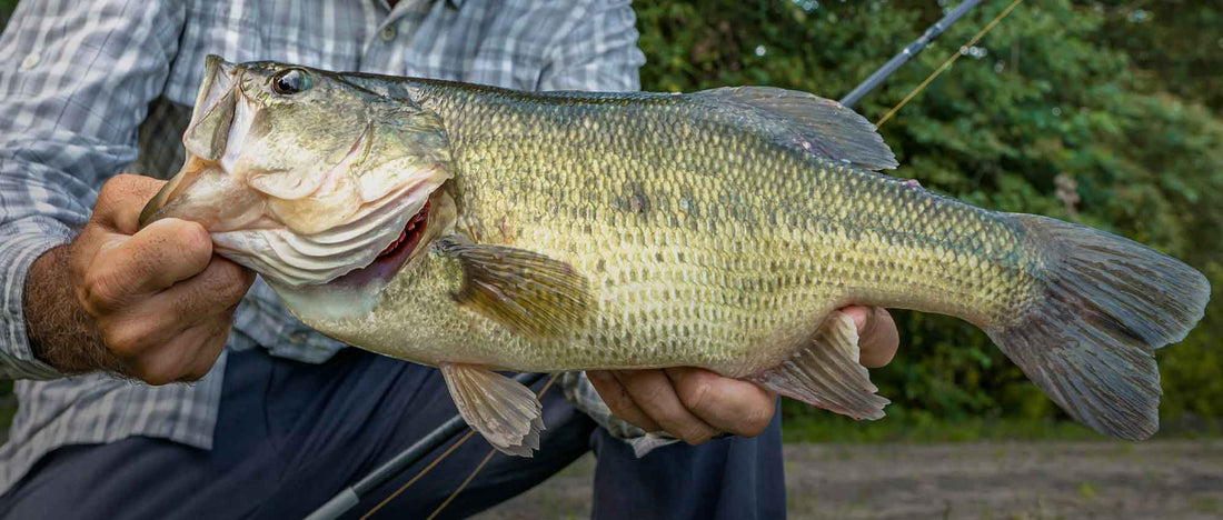 Digital Marketing for Fishing Brands