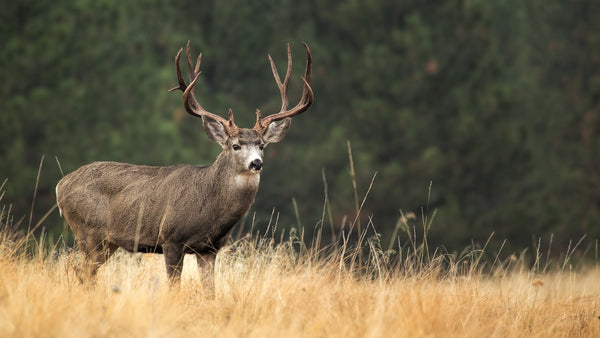 Marketing for Hunting Outfitters