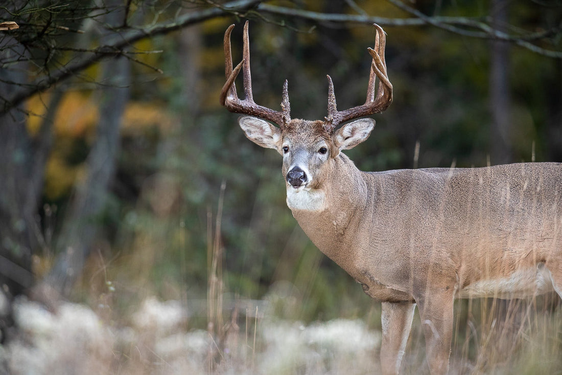 SEO for Hunting Outfitters