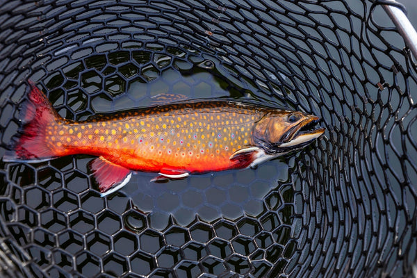 Marketing for Fishing Guides