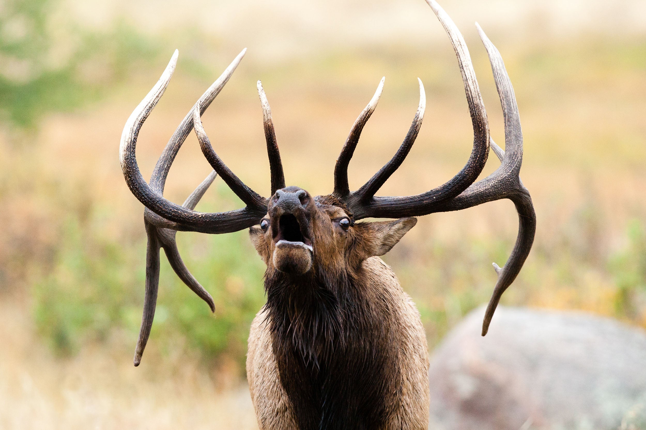 Bowhunting Marketing Company