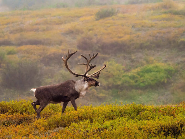 How to grow your hunting brand