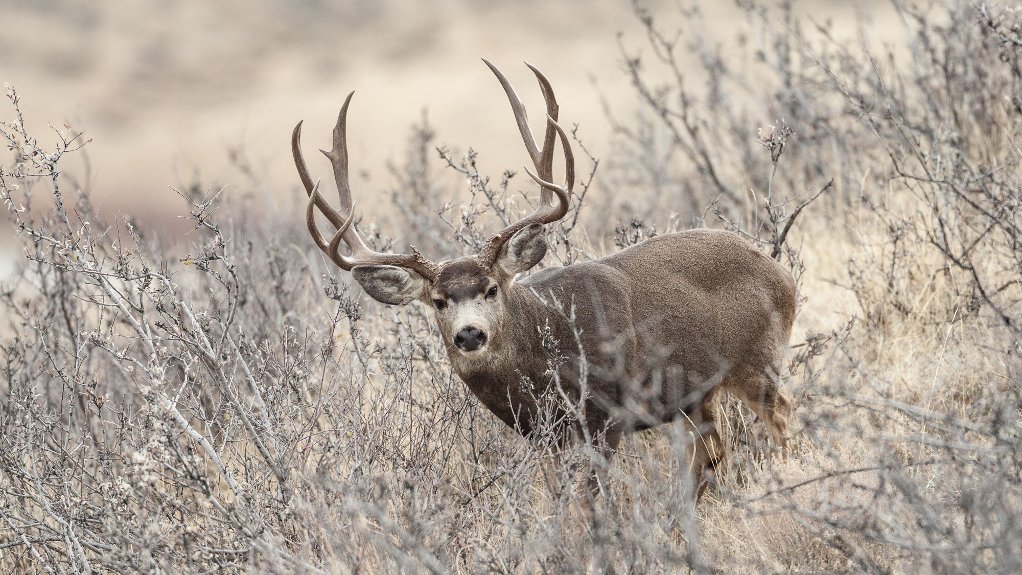 SEO + PPC Combo Audit - Summit