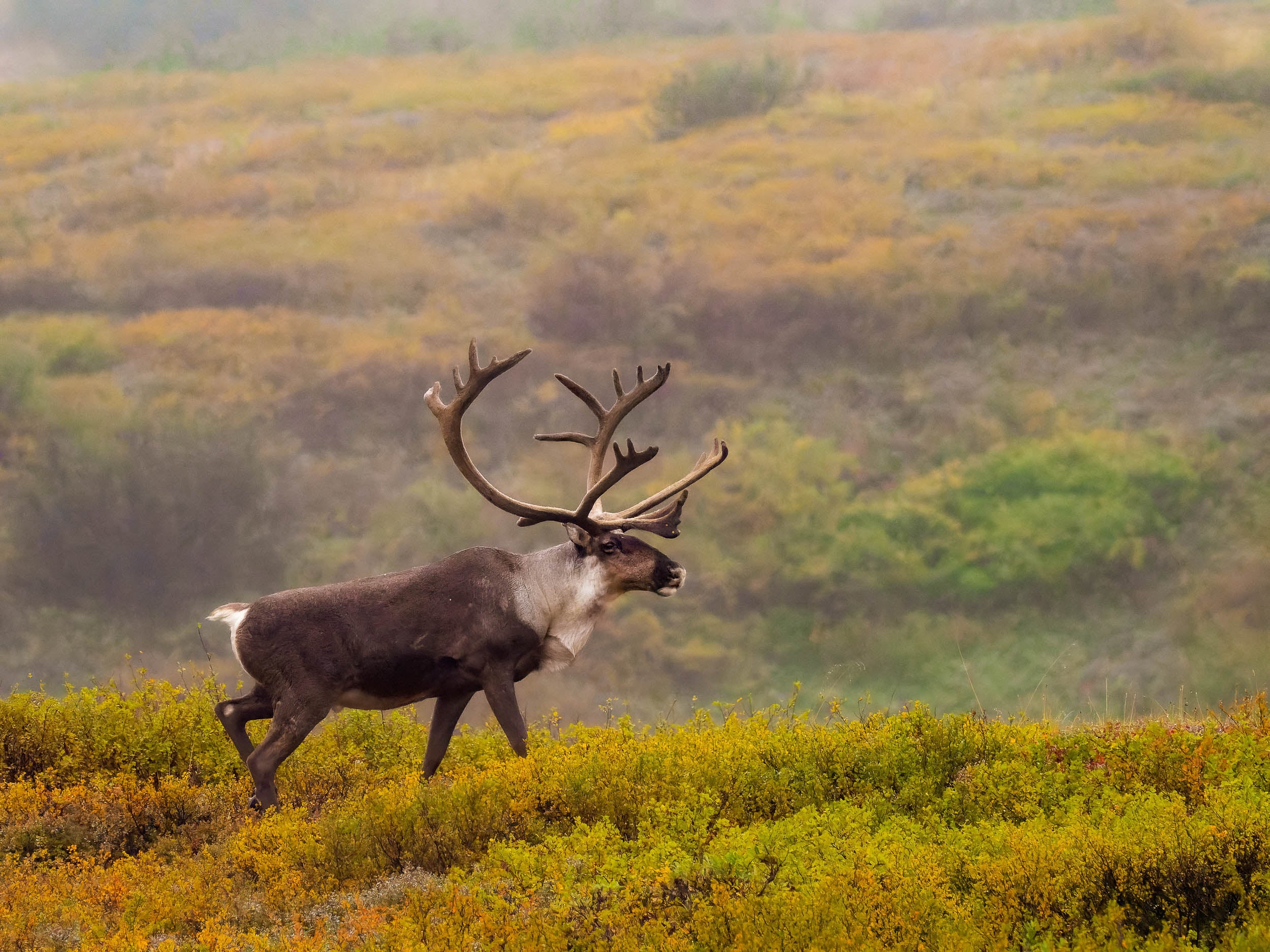 SEO Services - Summit - Monthly Retainer