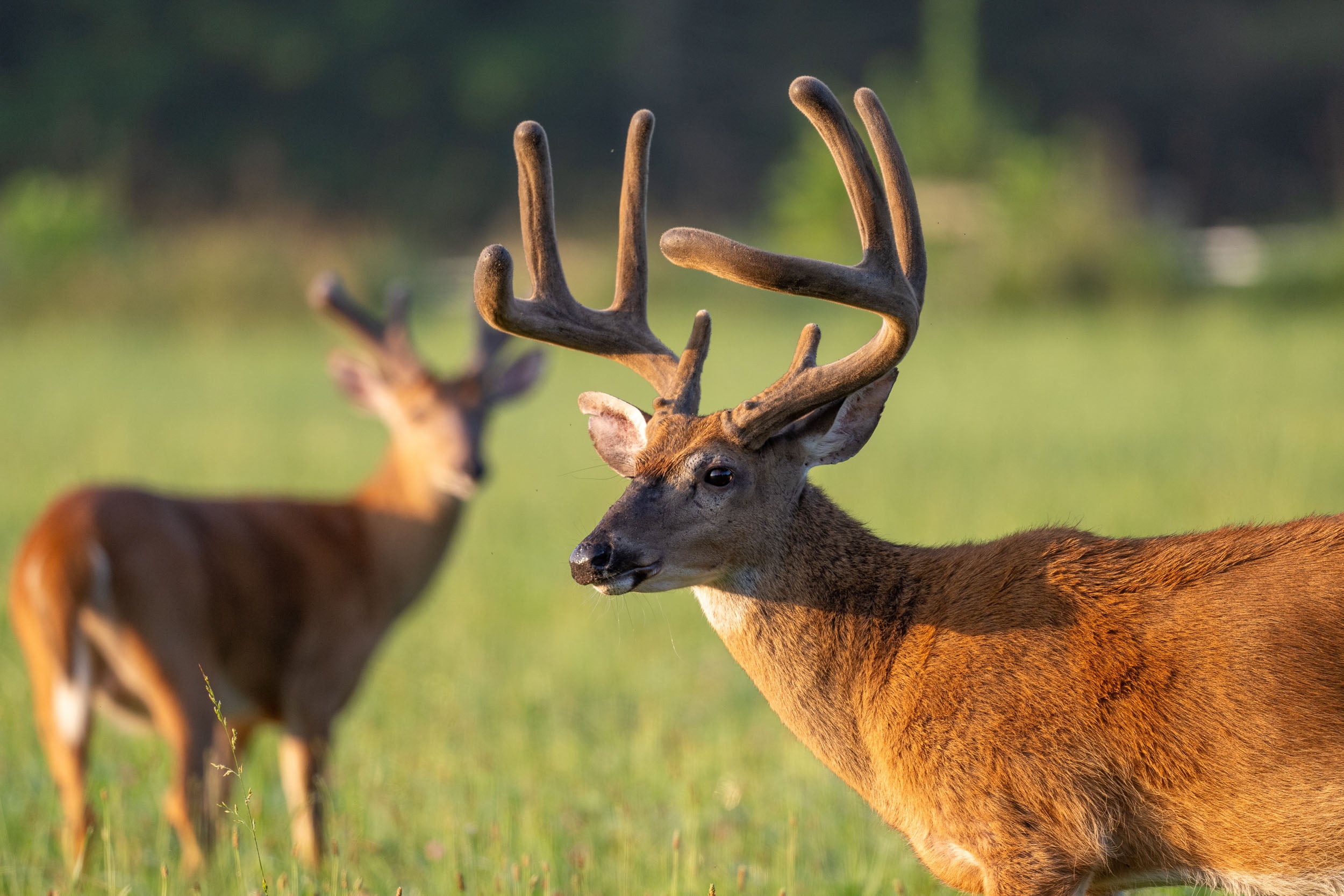 Social Media Services - Summit - Monthly Retainer