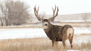 Hunting Industry Marketing Agency