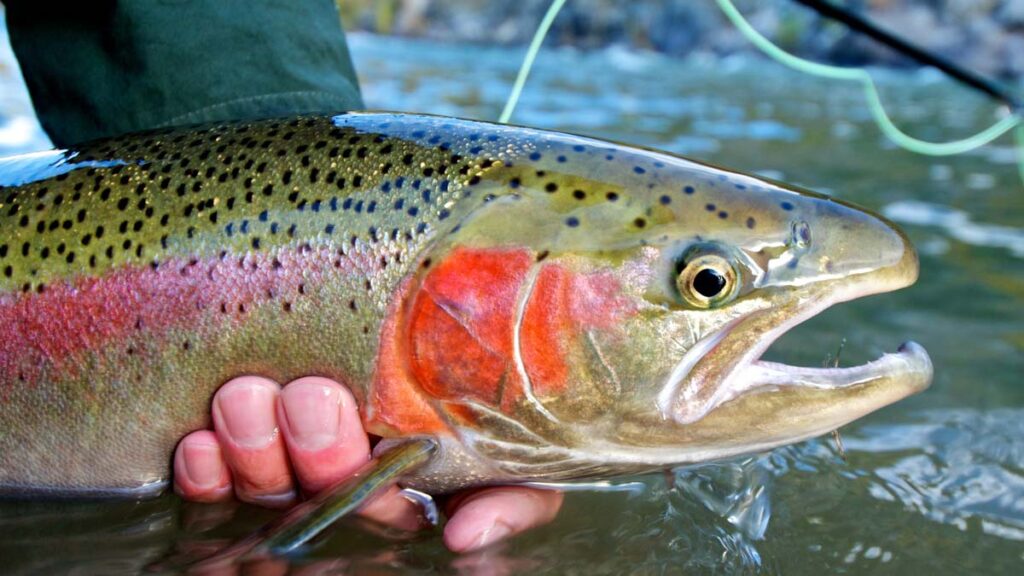 Fly Fishing Marketing Agency and E-commerce Firm