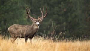 Hunting Industry PPC Agency