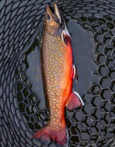 Fly Fishing Marketing Agency