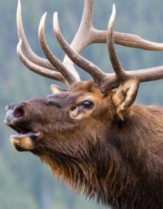 Hunting Industry Website Design
