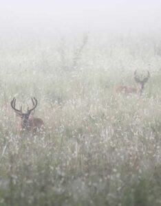 Hunting Industry Marketing Agency