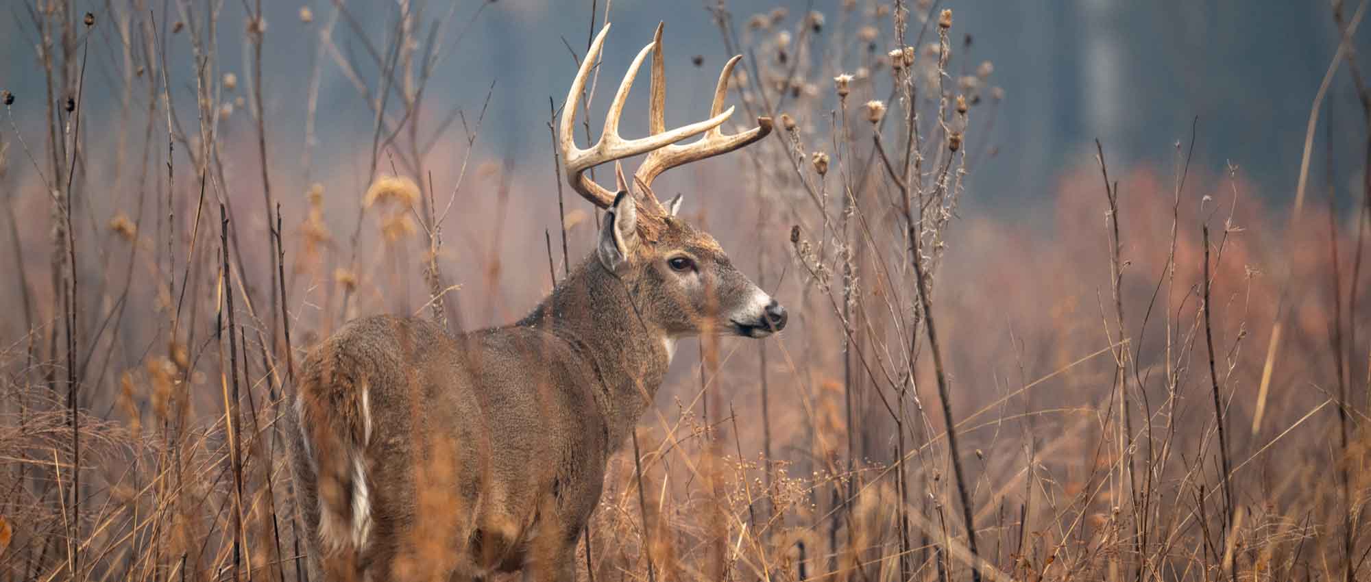 Leveraging Social Media to Connect with Whitetail Hunters