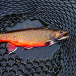 Fishing Marketing Agencies