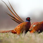 Email Marketing Services - Trailblazer Package