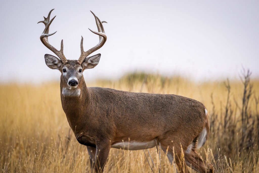 Digital marketing for hunting gear brands