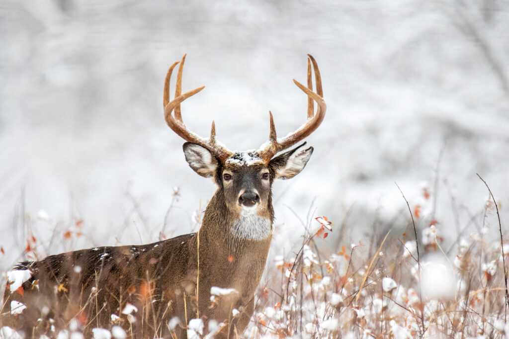 Bowhunting Marketing