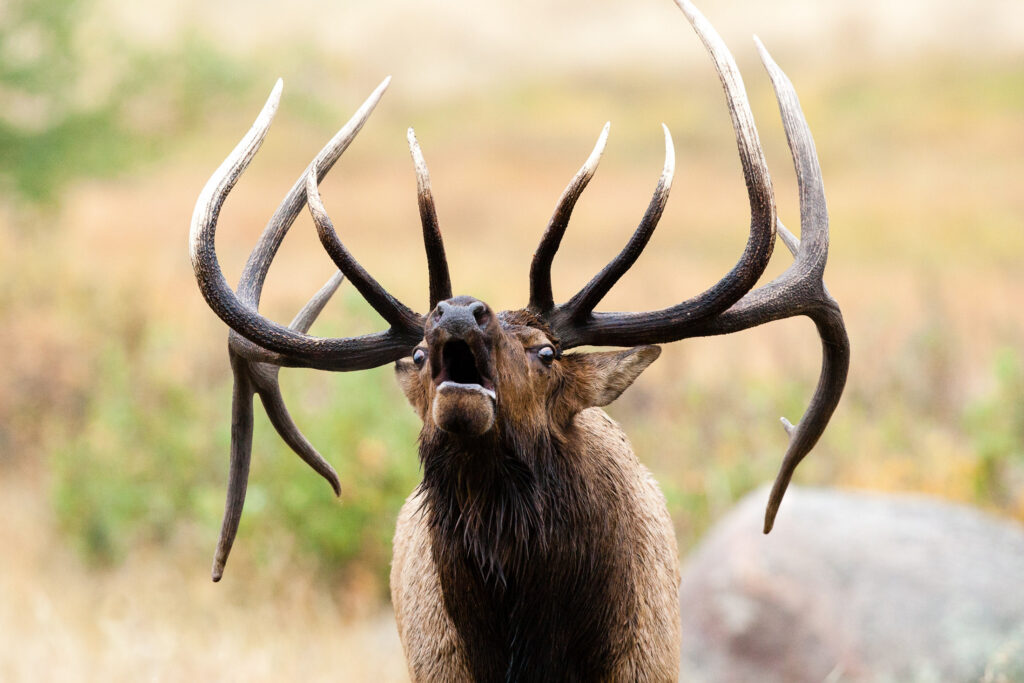 Lodge Marketing Firms