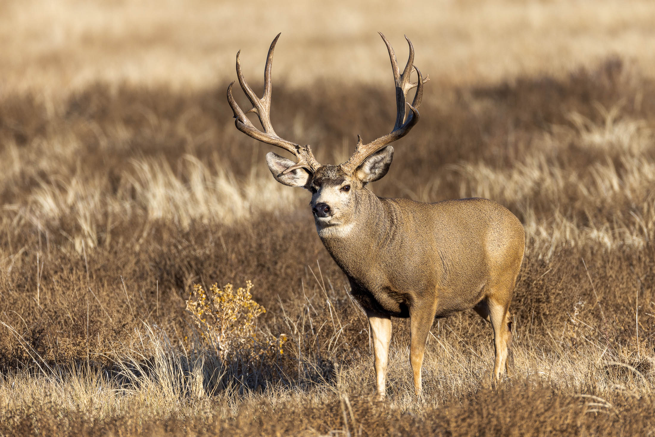 Marketing for Bowhunting Companies