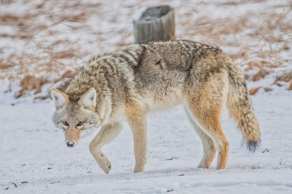 AI for Outdoor Brands