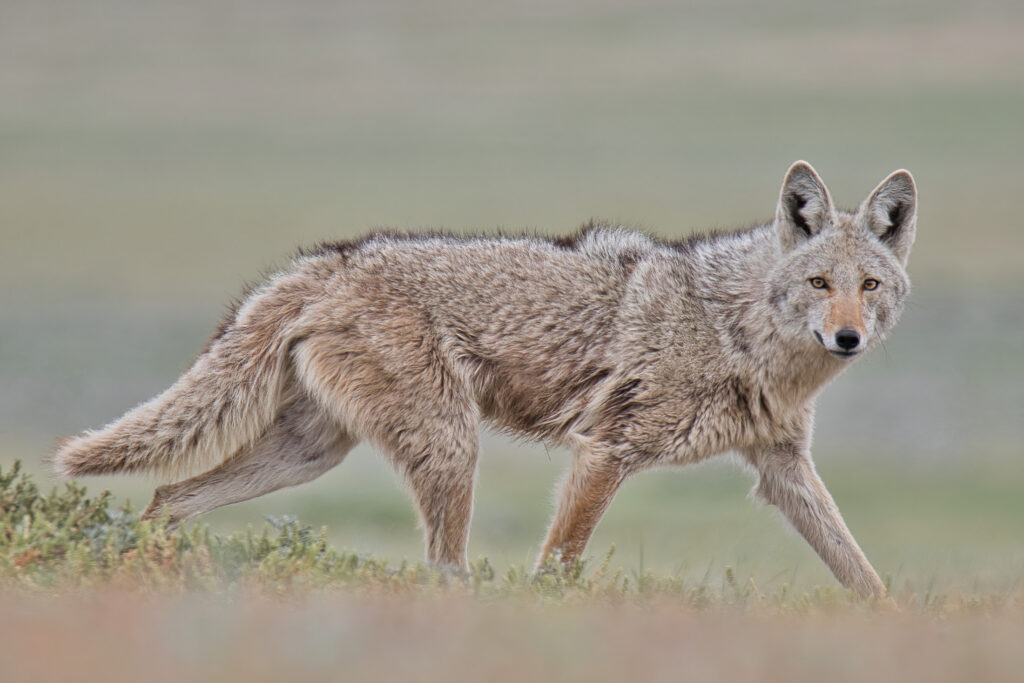 Outdoor Industry Google Ads Marketing