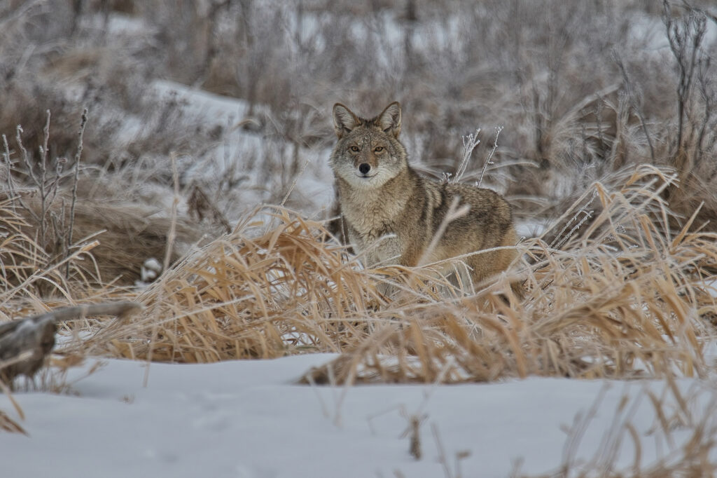 Outdoor Industry PPC Management Agency