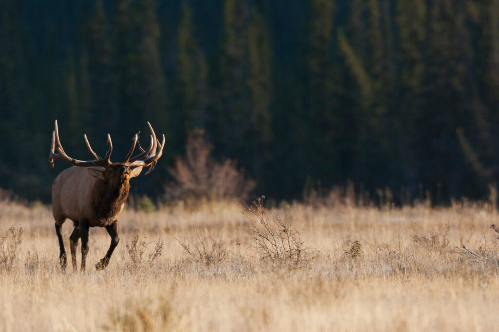 Outdoor Industries We Serve: Hunting Brands, Fishing Brands, ATV Dealers, Marinas, Adventure Brands, Lodge, Guides, and Outfitters