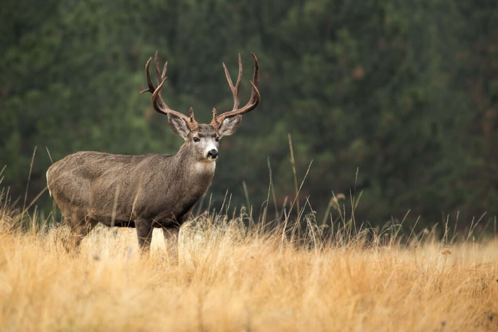 Hunting Outfitter Marketing