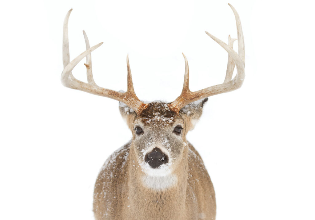 Bowhunting Marketing Firm