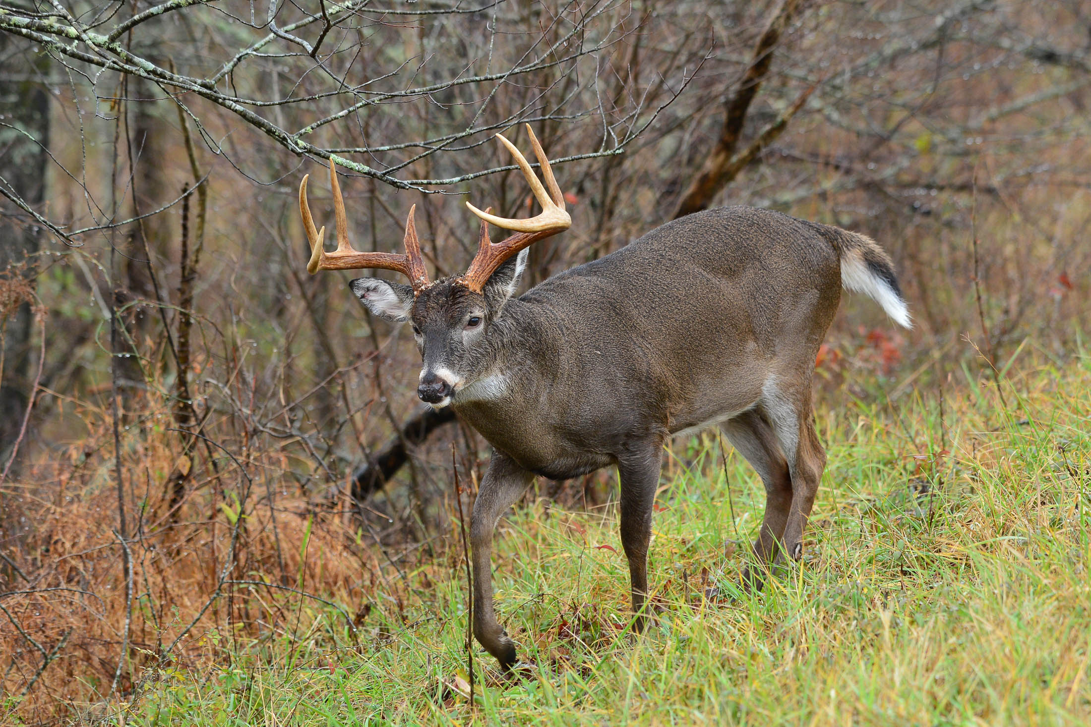 Bowhunting Industry Marketing Firm