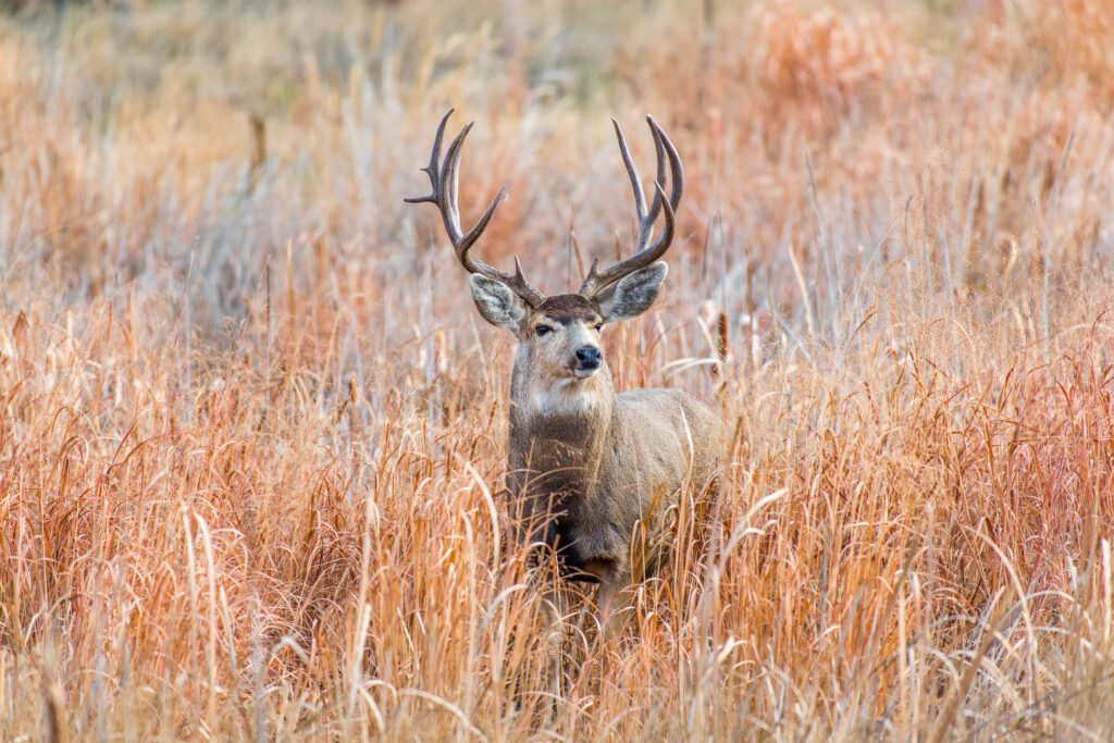 ppc management for outdoor brands