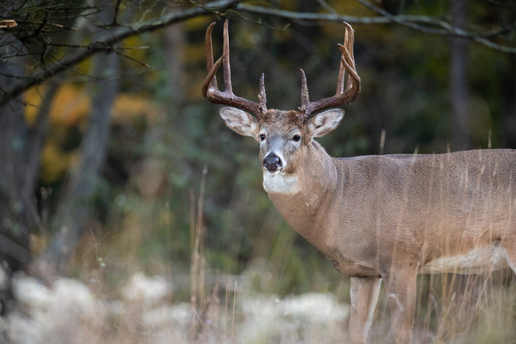 Marketing for Hunting Outfitters