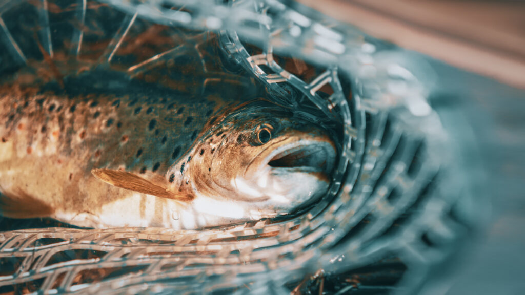 google ads management for fishing companies