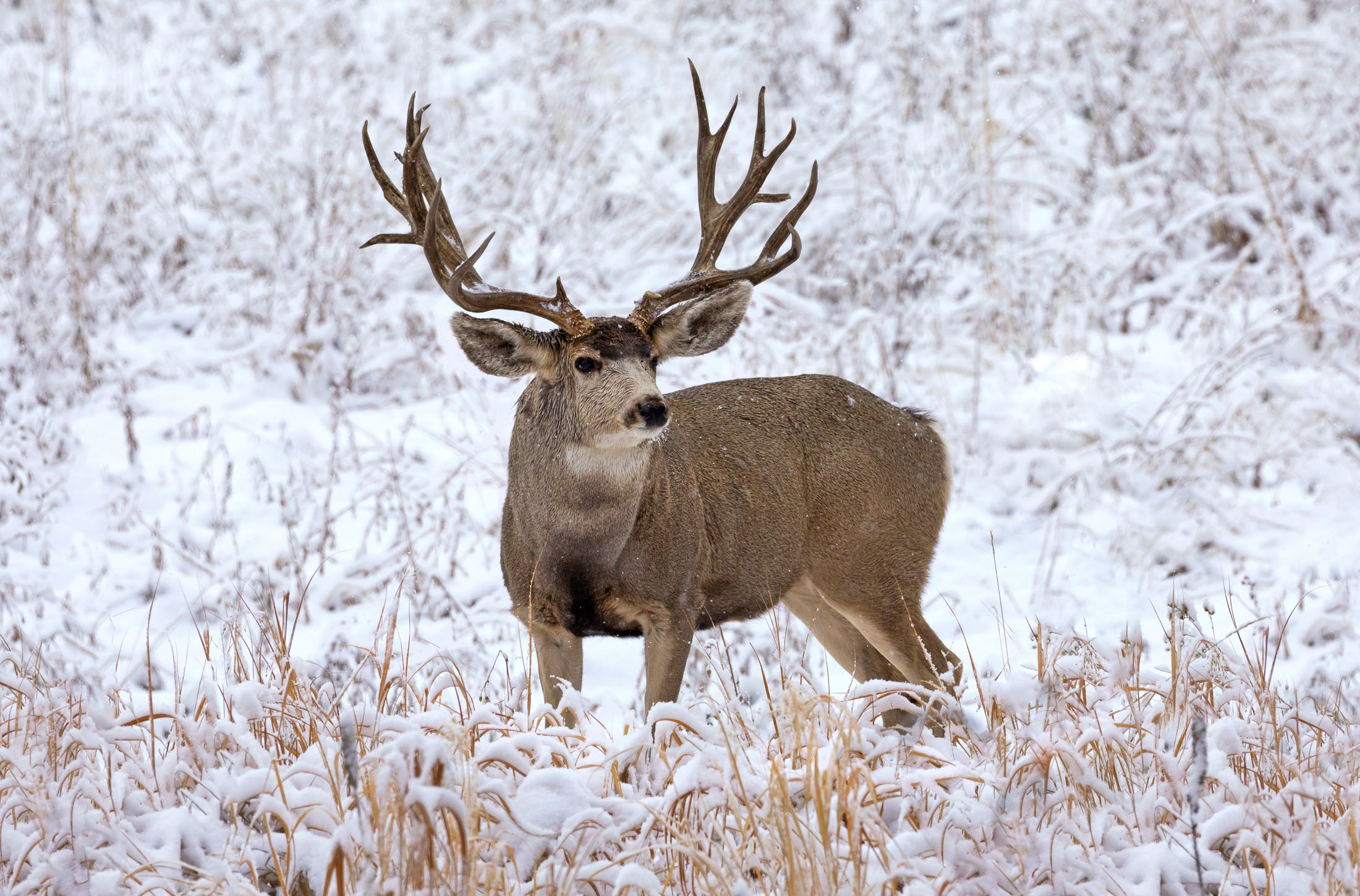 Marketing for Hunting Outfitters and Guides