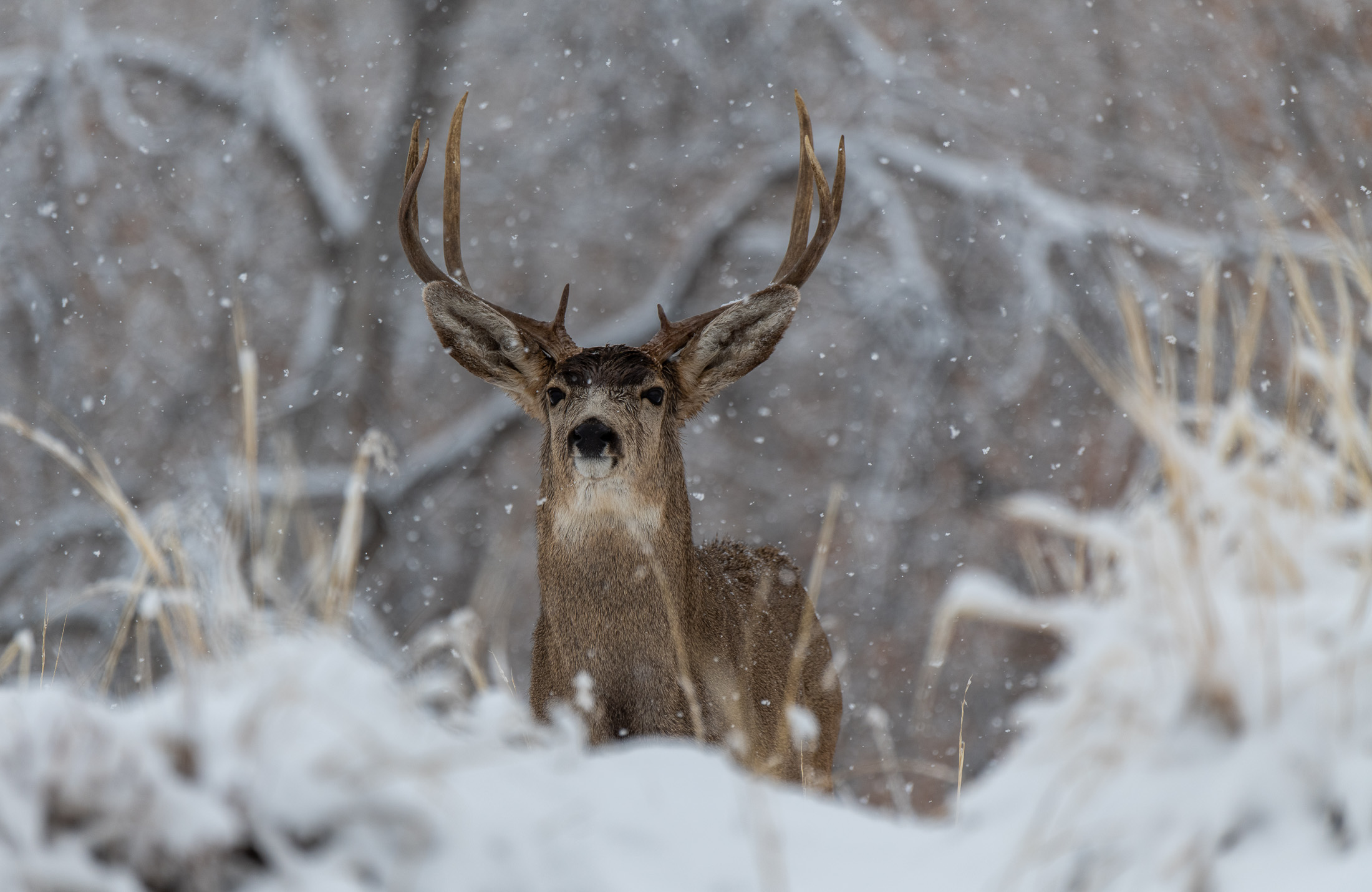 digital marketing strategies for hunting guides and outfitters hunting marketing