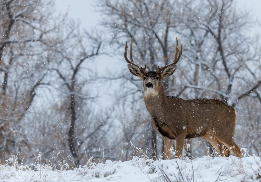 Pay Per Click Agency for Outdoor Brands