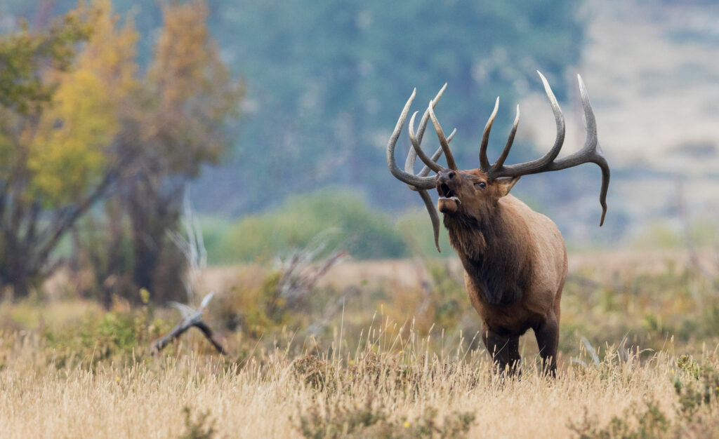 digital marketing for hunting companies