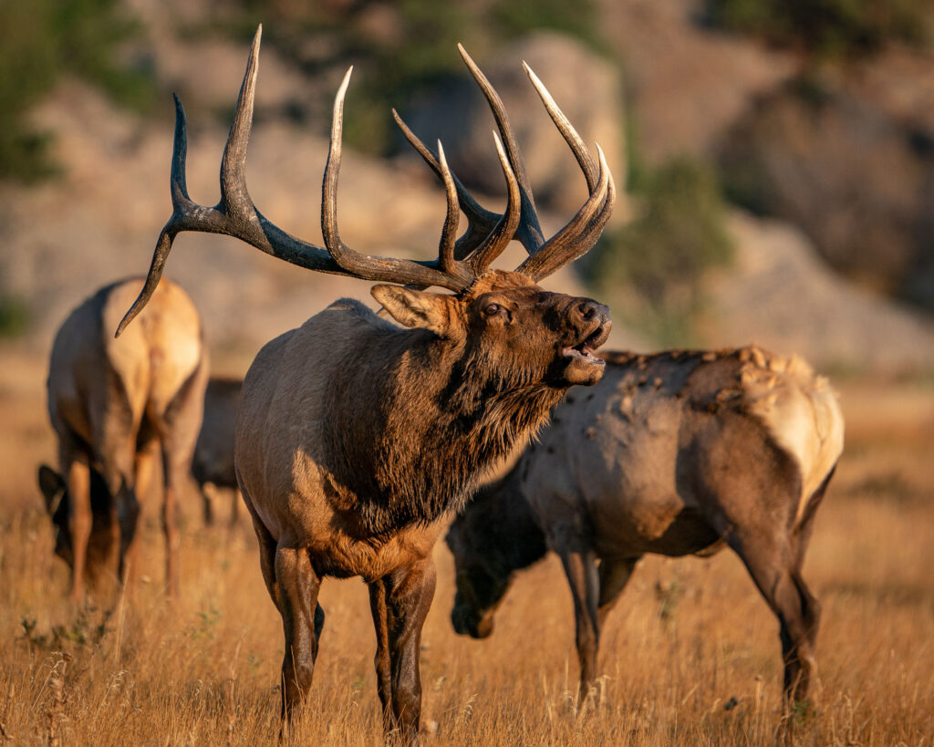 Marketing for Hunting Gear Brands